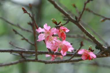 Güzel Pembe Kiraz Çiçeği, Blooming Bahar Ağacı, 