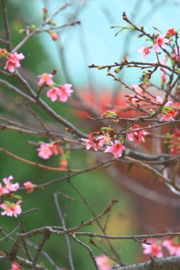 Güzel Pembe Kiraz Çiçeği, Blooming Bahar Ağacı, 