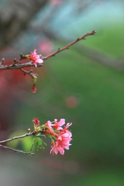 Güzel Pembe Kiraz Çiçeği, Blooming Bahar Ağacı, 