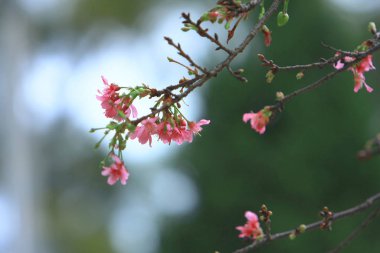 Güzel Pembe Kiraz Çiçeği, Blooming Bahar Ağacı, 