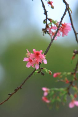 Güzel Pembe Kiraz Çiçeği, Blooming Bahar Ağacı, 