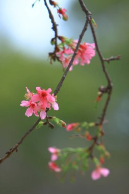 Güzel Pembe Kiraz Çiçeği, Blooming Bahar Ağacı, 