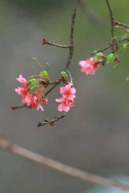 Güzel Pembe Kiraz Çiçeği, Blooming Bahar Ağacı, 