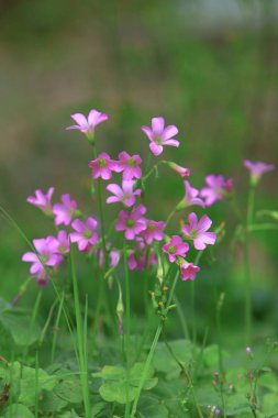 Çiçek yatak oxalis violacea çok yıllık bitki
