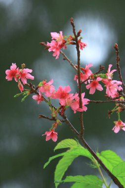 Güzel Pembe Kiraz Çiçeği, Blooming Bahar Ağacı, 