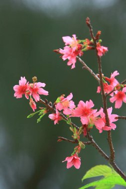 Güzel Pembe Kiraz Çiçeği, Blooming Bahar Ağacı, 
