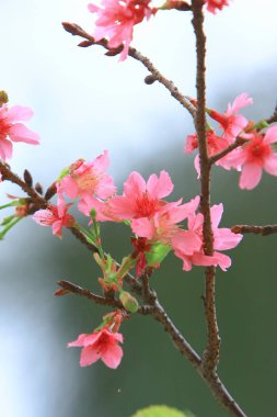 Güzel Pembe Kiraz Çiçeği, Blooming Bahar Ağacı, 
