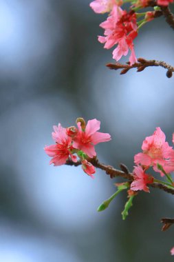 Güzel Pembe Kiraz Çiçeği, Blooming Bahar Ağacı, 