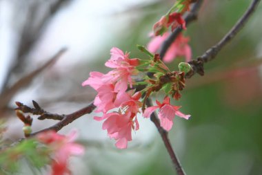 Güzel Pembe Kiraz Çiçeği, Blooming Bahar Ağacı, 