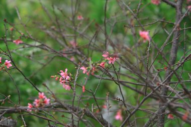 Güzel Pembe Kiraz Çiçeği, Blooming Bahar Ağacı, 