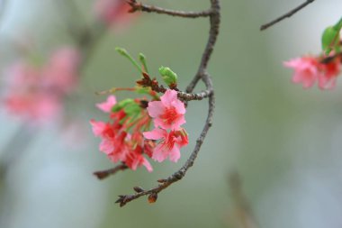 Güzel Pembe Kiraz Çiçeği, Blooming Bahar Ağacı, 
