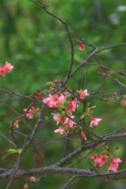Güzel Pembe Kiraz Çiçeği, Blooming Bahar Ağacı, 