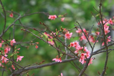 Güzel Pembe Kiraz Çiçeği, Blooming Bahar Ağacı, 