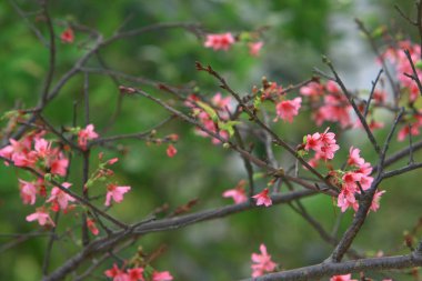 Güzel Pembe Kiraz Çiçeği, Blooming Bahar Ağacı, 