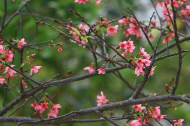 Güzel Pembe Kiraz Çiçeği, Blooming Bahar Ağacı,