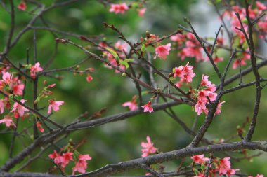 Güzel Pembe Kiraz Çiçeği, Blooming Bahar Ağacı,