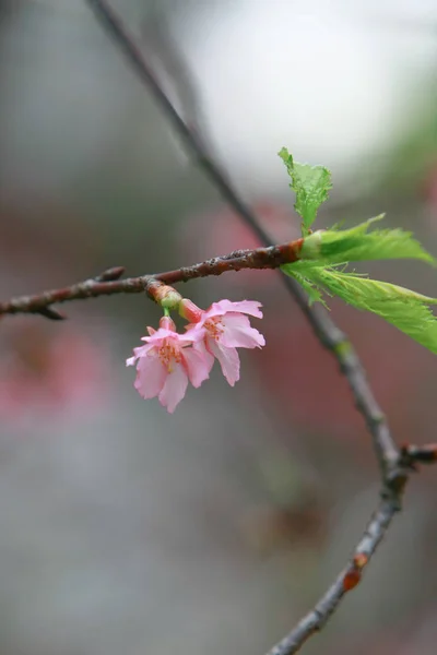 Beautiful Pink Cherry Cherry Blossom, Blooming Spring Tree, — Stock Photo, Image