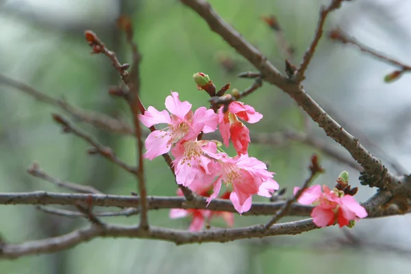 Krásná růžová třešňová třešeň, kvetoucí jarní strom, — Stock fotografie
