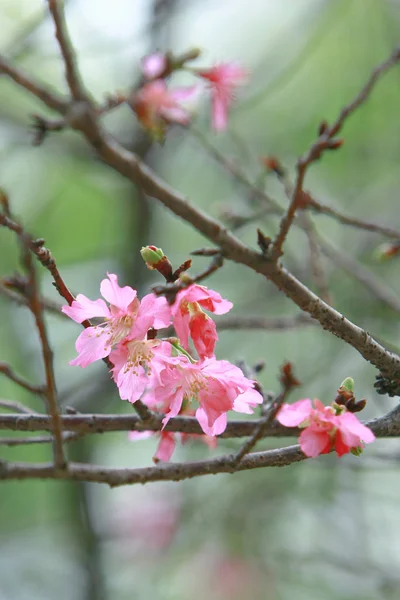 Belle fleur de cerisier rose, arbre de printemps en fleurs , — Photo