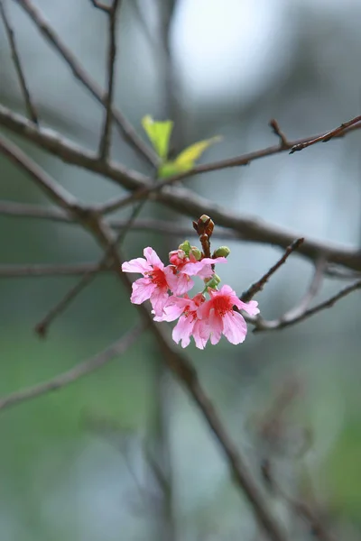 Розовая черешня, цветущее весеннее дерево , — стоковое фото