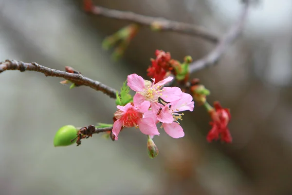 Beautiful Pink Cherry Cherry Blossom, Blooming Spring Tree, — Stock Photo, Image
