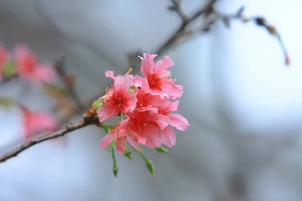 Güzel Pembe Kiraz Çiçeği, Blooming Bahar Ağacı, — Stok fotoğraf