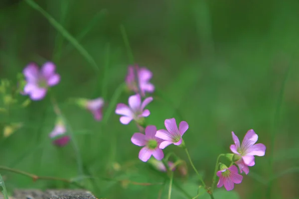 Oxalis violacea mehrjährige Pflanze im Blumenbeet — Stockfoto