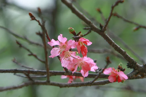 Belle fleur de cerisier rose, arbre de printemps en fleurs , — Photo