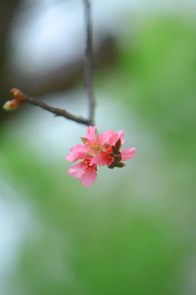 Hermosa flor de cerezo rosa, floreciendo árbol de primavera , —  Fotos de Stock