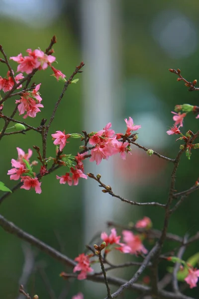 Hermosa flor de cerezo rosa, floreciendo árbol de primavera , —  Fotos de Stock