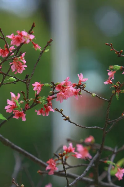 Belle fleur de cerisier rose, arbre de printemps en fleurs , — Photo