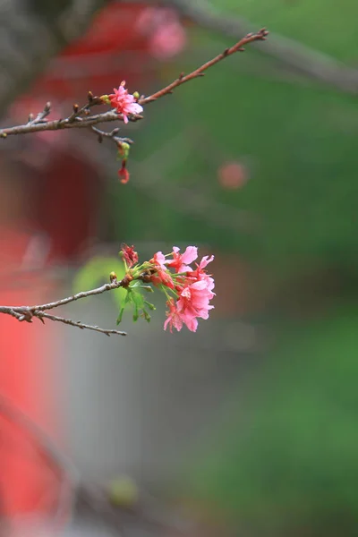 Beautiful Pink Cherry Cherry Blossom, Blooming Spring Tree, — Stock Photo, Image