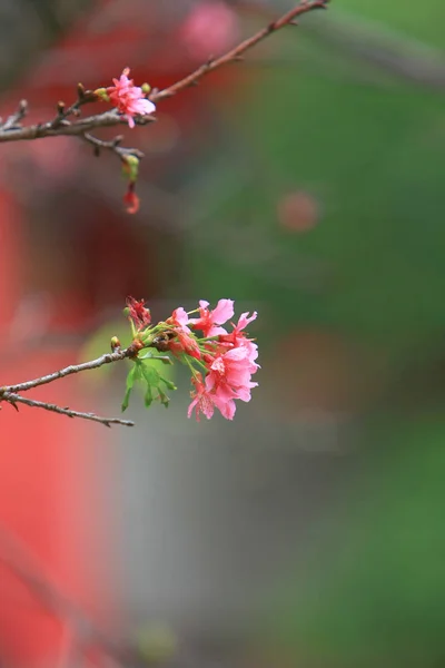 Belle fleur de cerisier rose, arbre de printemps en fleurs , — Photo