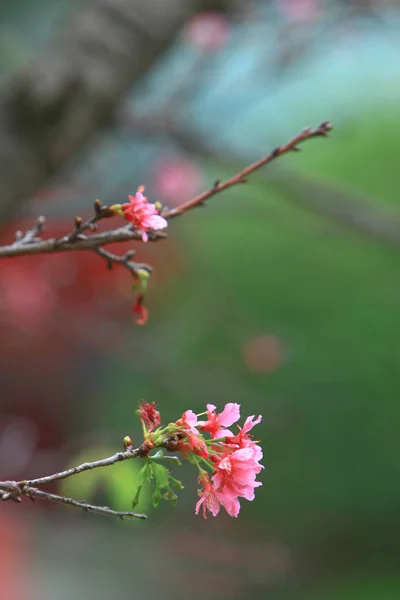 Krásná růžová třešňová třešeň, kvetoucí jarní strom, — Stock fotografie