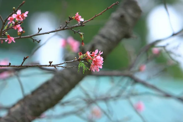 Bela flor de cereja rosa, árvore de primavera florescendo , — Fotografia de Stock