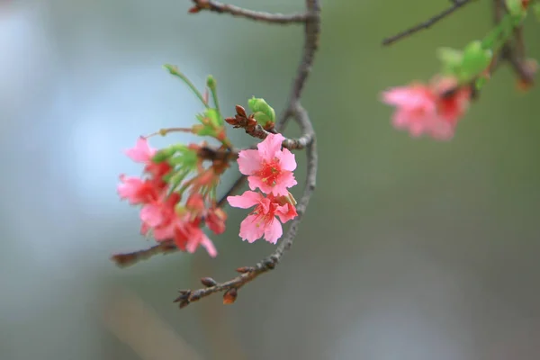 Bela flor de cereja rosa, árvore de primavera florescendo , — Fotografia de Stock