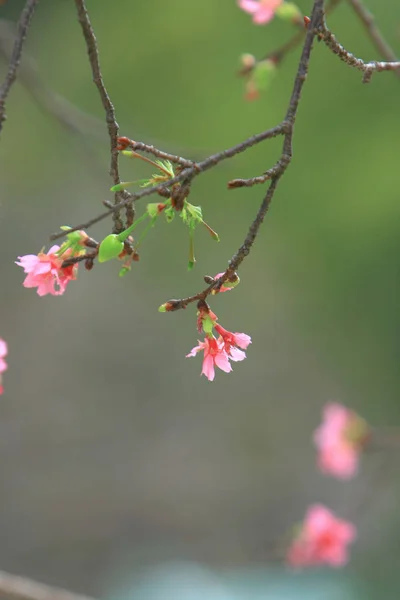 Kaunis vaaleanpunainen kirsikankukka, kukkiva kevätpuu , — kuvapankkivalokuva