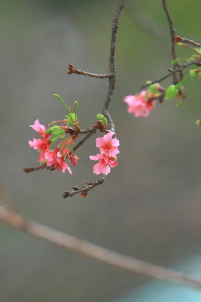 Belle fleur de cerisier rose, arbre de printemps en fleurs , — Photo