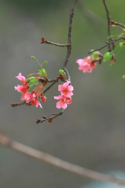 Belle fleur de cerisier rose, arbre de printemps en fleurs , — Photo