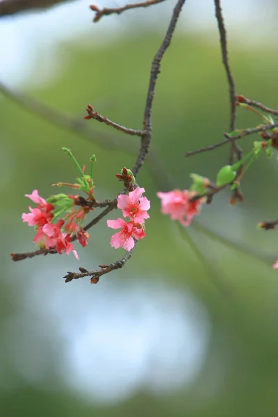 Belle fleur de cerisier rose, arbre de printemps en fleurs , — Photo