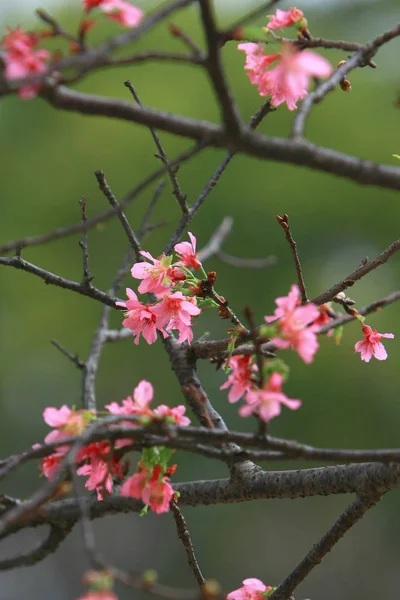 Bellissimo fiore di ciliegio rosa, albero di primavera in fiore , — Foto Stock