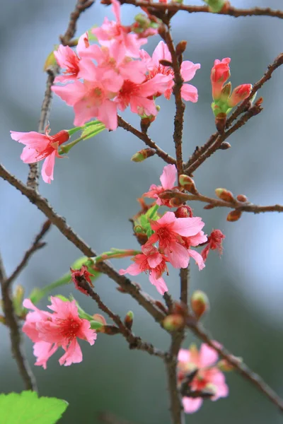 Belle fleur de cerisier rose, arbre de printemps en fleurs , — Photo