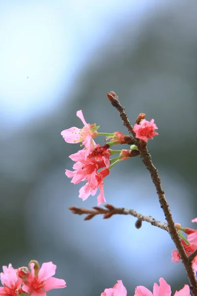 Beautiful Pink Cherry Cherry Blossom, Blooming Spring Tree, — Stock Photo, Image