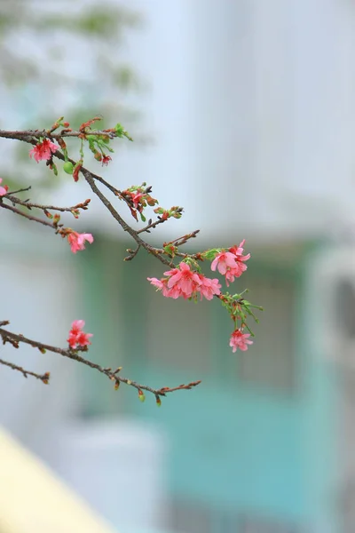 Beautiful Pink Cherry Cherry Blossom, Blooming Spring Tree, — Stock Photo, Image