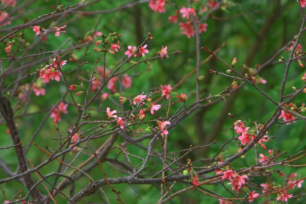 美しいピンクの桜の花、咲く春の木, — ストック写真