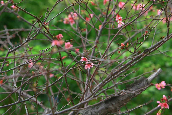 Hermosa flor de cerezo rosa, floreciendo árbol de primavera , —  Fotos de Stock