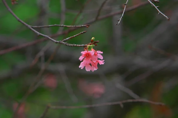 Belle fleur de cerisier rose, arbre de printemps en fleurs , — Photo