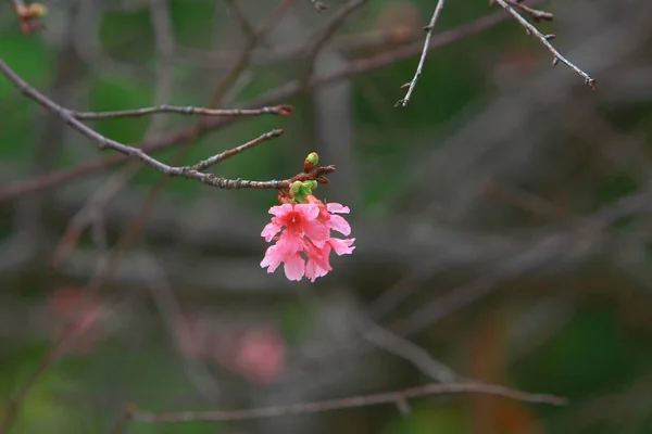 Belle fleur de cerisier rose, arbre de printemps en fleurs , — Photo