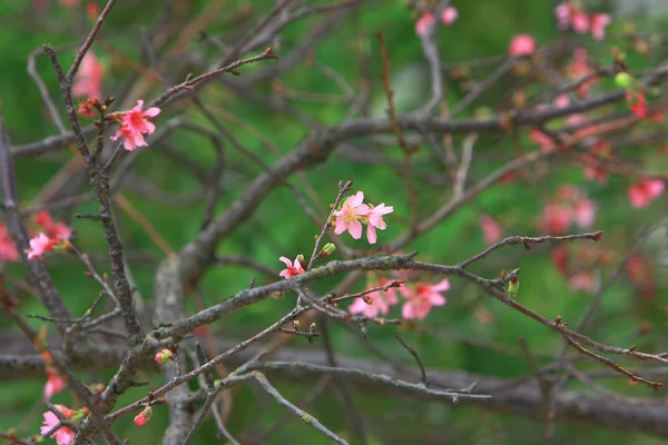 Schöne rosa Kirschblüte, blühender Frühlingsbaum, — Stockfoto