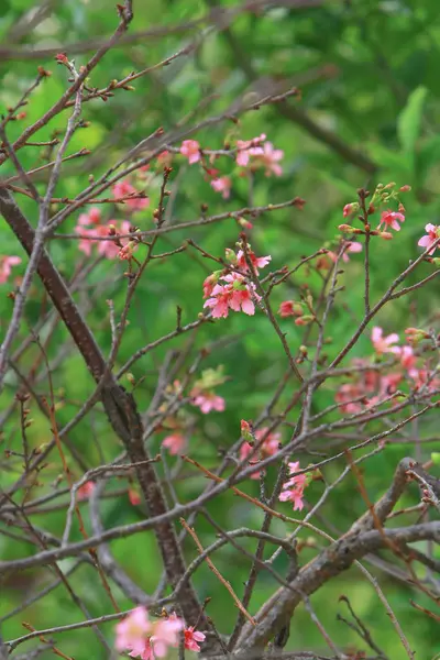 Hermosa flor de cerezo rosa, floreciendo árbol de primavera , — Foto de Stock